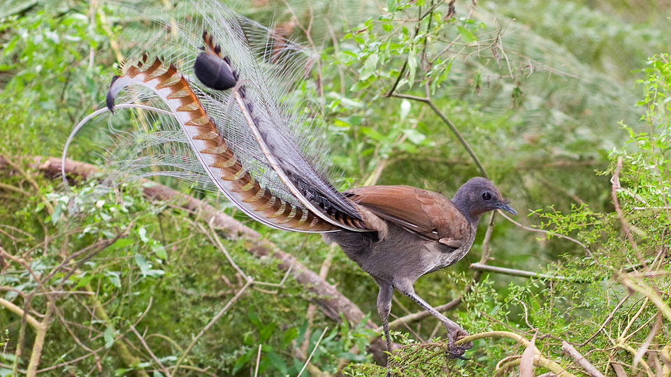 superb lyrbird